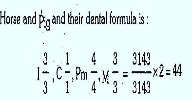 Dental formula in mammals