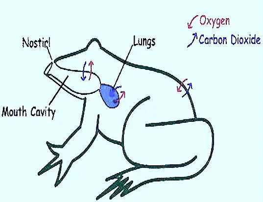 frog respiratory system