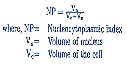 nucleas cell nucleoplasmic index 17