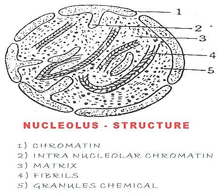nucleolus nucleus cell13