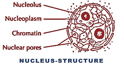 nucleus cell structure function9