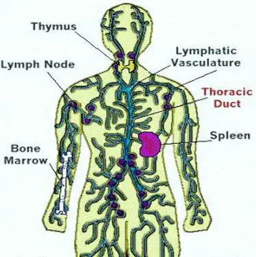 thoracic duct7
