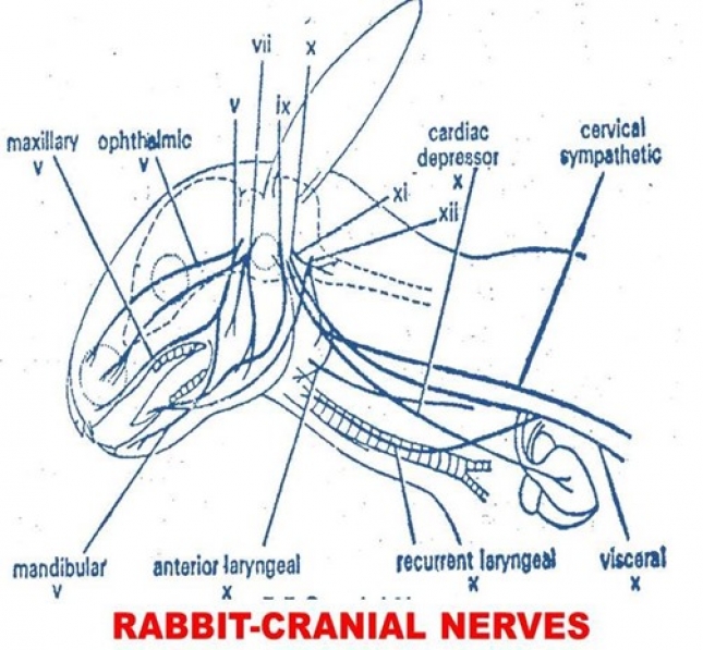 RABBIT (MAMMALS) CRANIAL NERVES