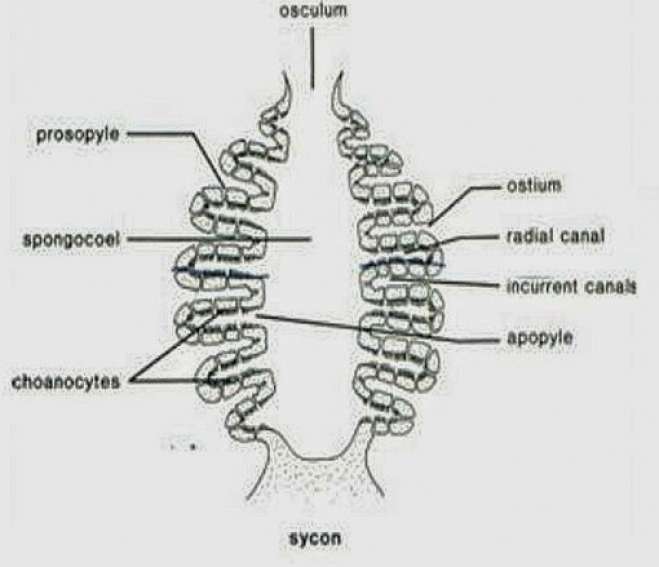 in syconoid sponges water moves in through the