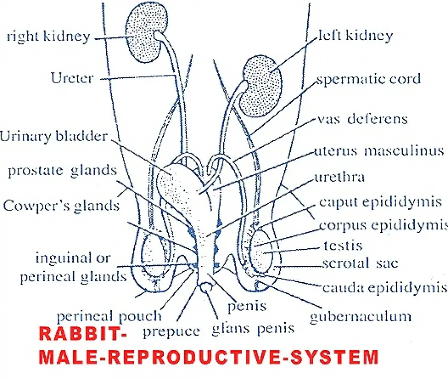 Rabbit Anatomy Male Anatomical Charts And Posters