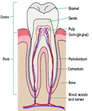 STRUCTURE OF TOOTH