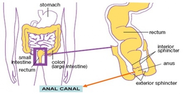 ANAL CANAL