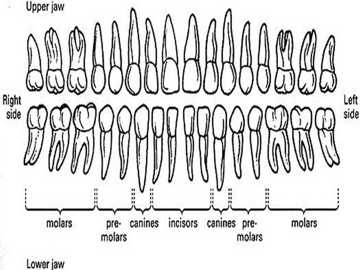 The human permanent dentition. Notice the larger size of the maxilla (upper) crowns compared to the mandible (lower) crowns and the differences between the roots of the same class of tooth. The first molar is the largest of the molar and the first to erupt. This can tooth can often have evidence of attrition on its cusps and crown when the 2nd and 3rd molars lack abrasion due to the 1st’s early eruption. Not to scale.