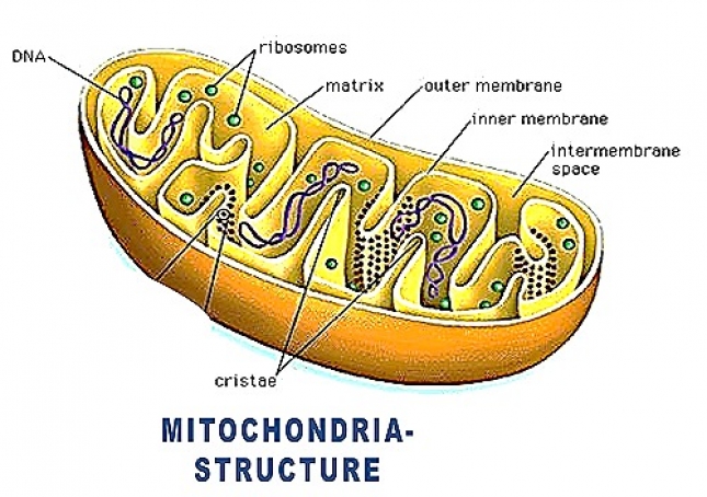 STRUCTURE OF MITOCHONDRIA