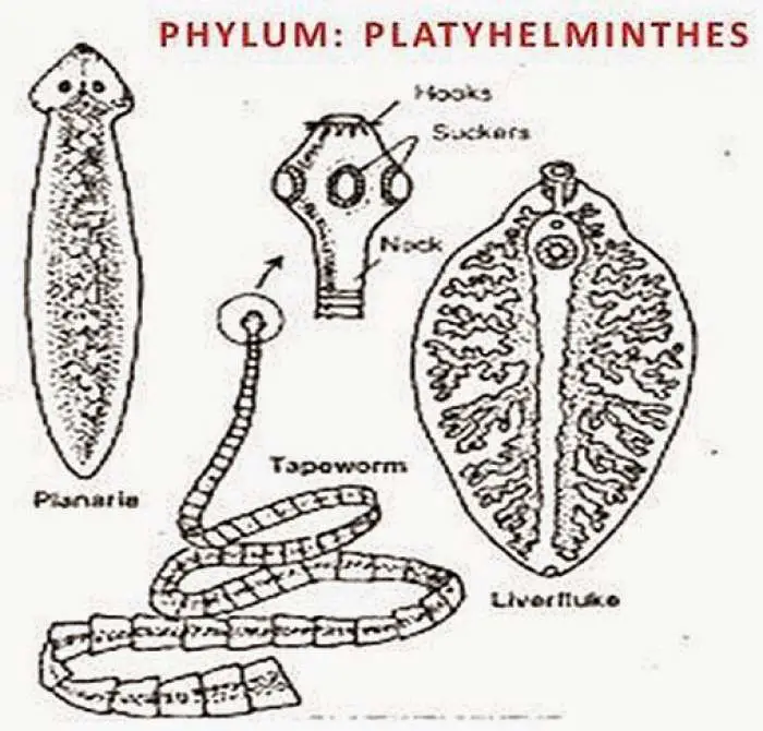 CHARACTERISTICS OF PHYLUM PLATYHELMINTHES