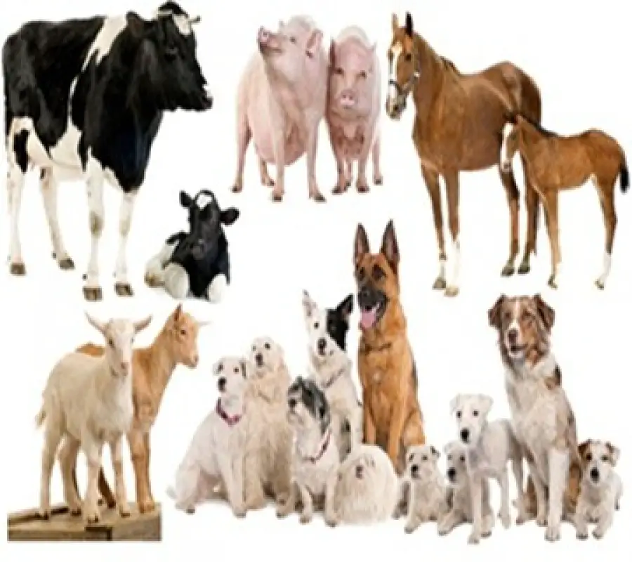 areas of an animal breeder