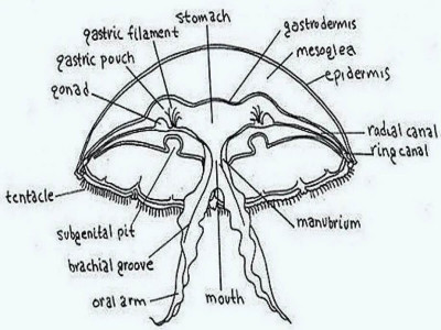 Aurelia Aurita Anatomy